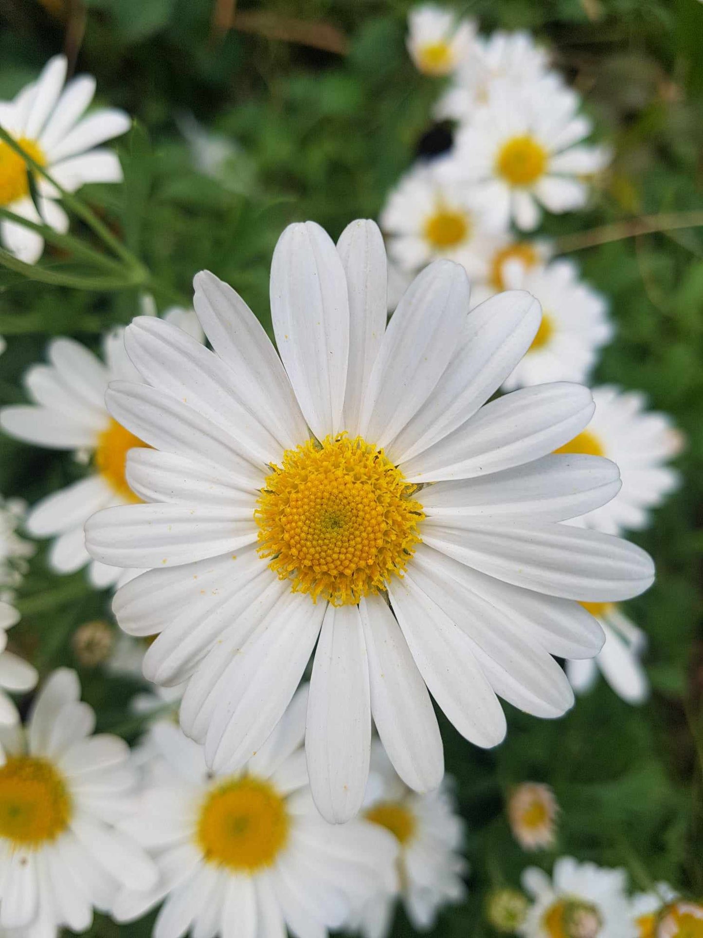 Chusan daisy blanche - Marguerite d'automne - Les Semences La Campagnarde