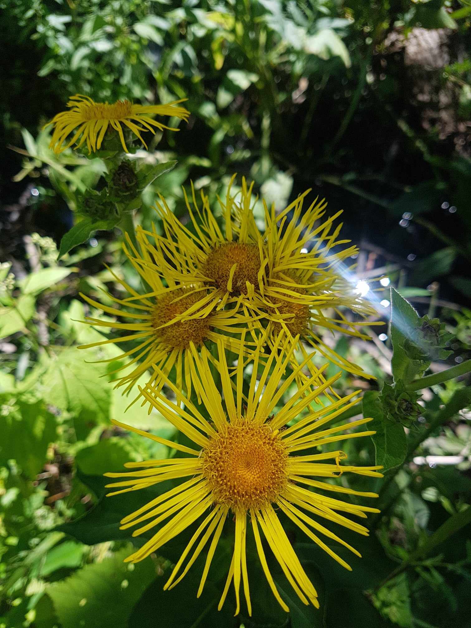 Téléquie splendite, téléquie élégante, telekia speciosa - Les Semences La Campagnarde