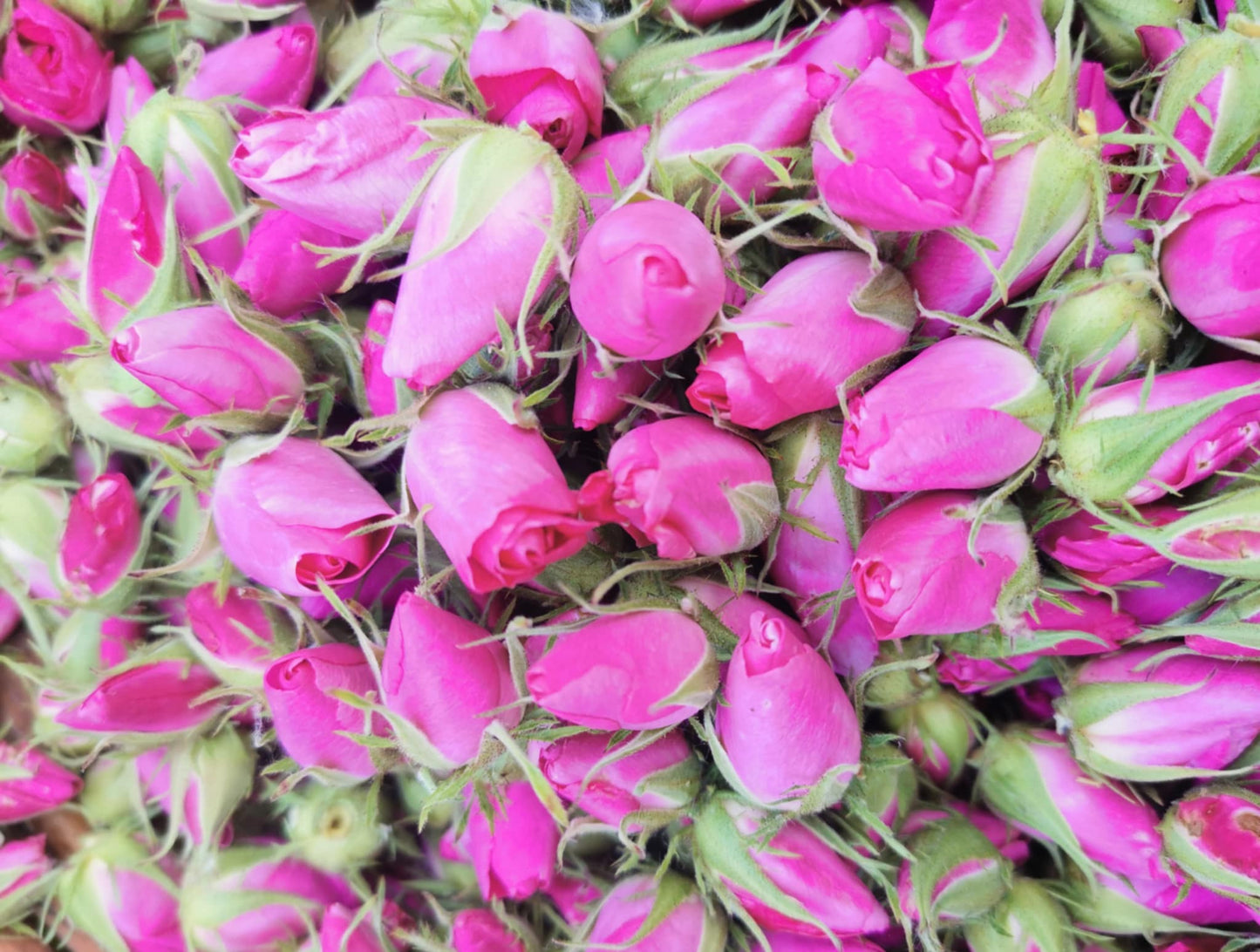 Boutons de rosiers sauvages - plante séchée