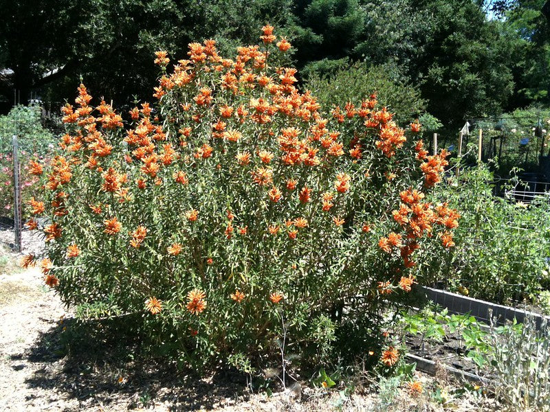 Leonotis