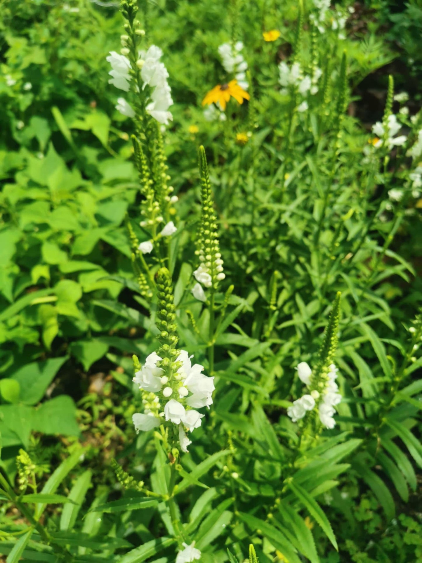 Physostégie de Virginie blanche