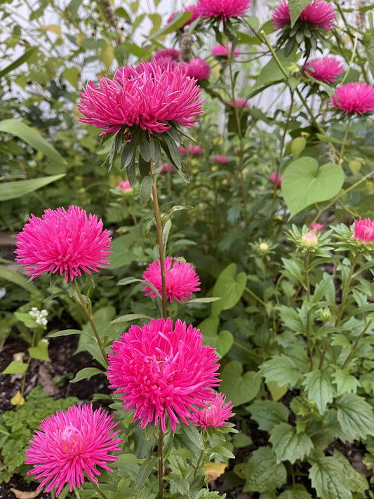 Aster de Chine à fleurs doubles rose
