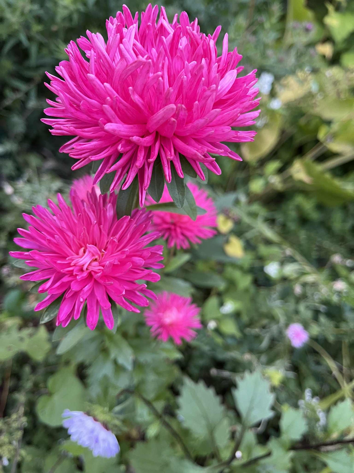 Aster de Chine à fleurs doubles rose
