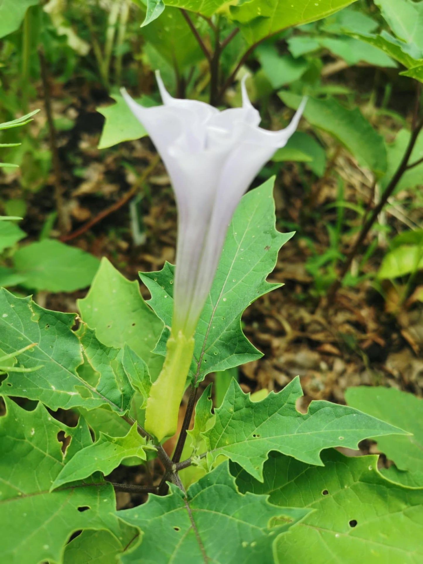 Datura stramonium