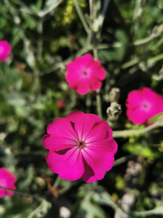 Flanders poppy