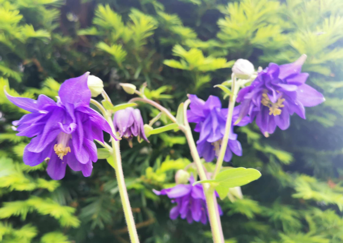 Ancolie mauve Barlow