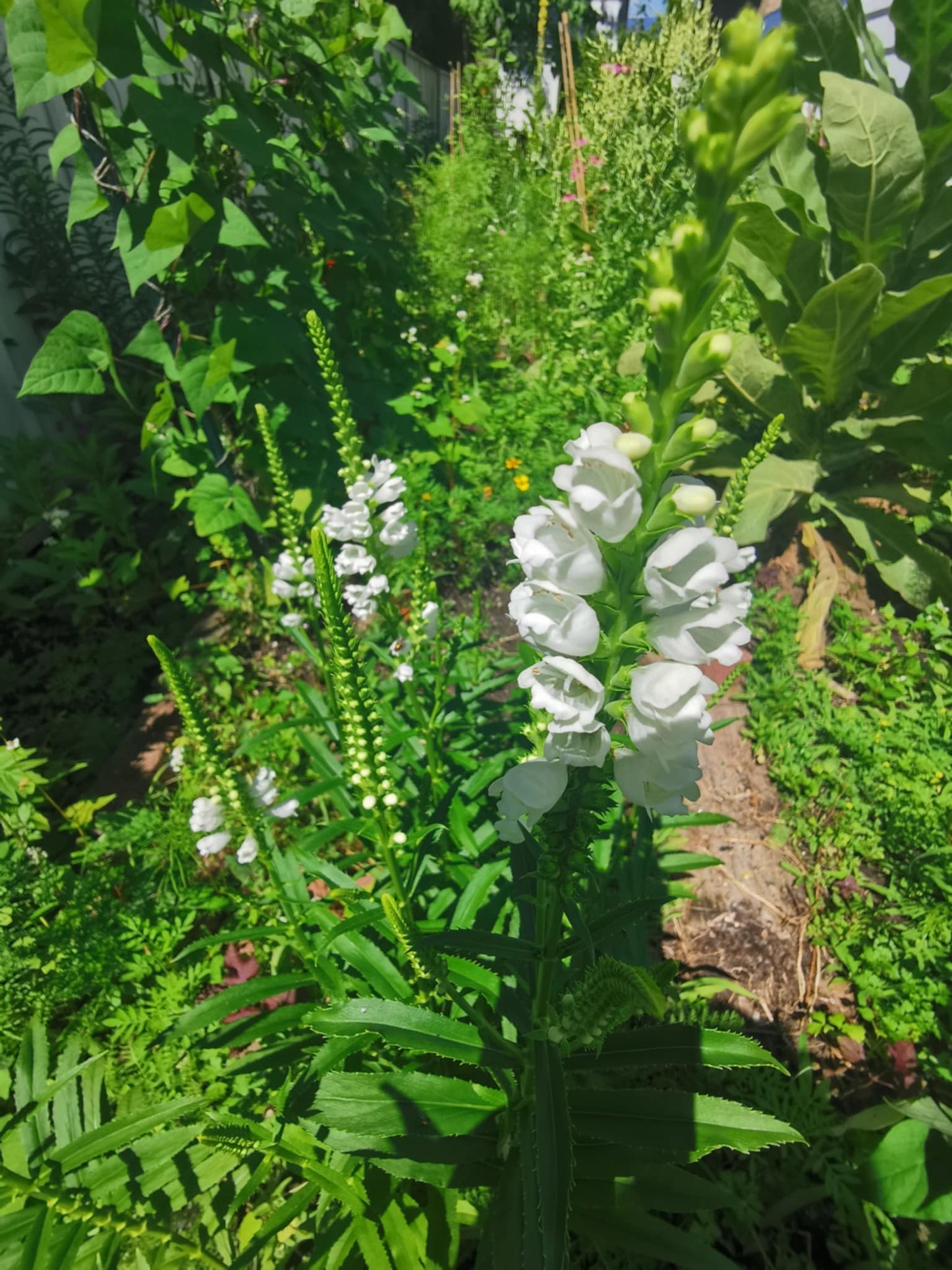 Physostégie de Virginie blanche