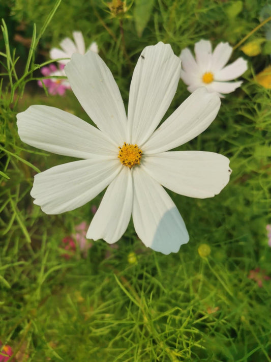 Les Semences La Campagnarde - cosmos blanc