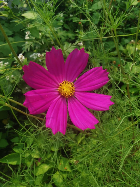 Cosmos rose foncée - Les Semences La Campagnarde