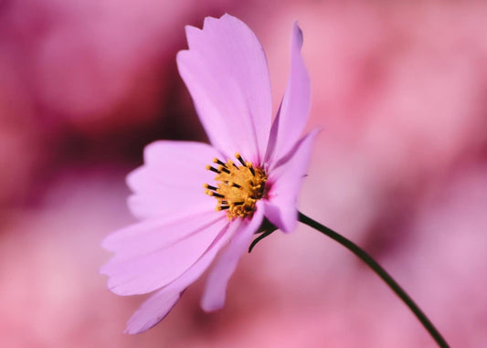 Les Semences La Campagnarde - Cosmos rose pâle