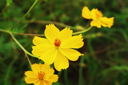 Les Semences La Campagnarde - cosmos sulfureux jaune