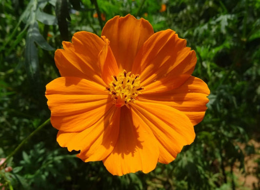 Les Semences La Campagnarde - Cosmos sulfureux oranges