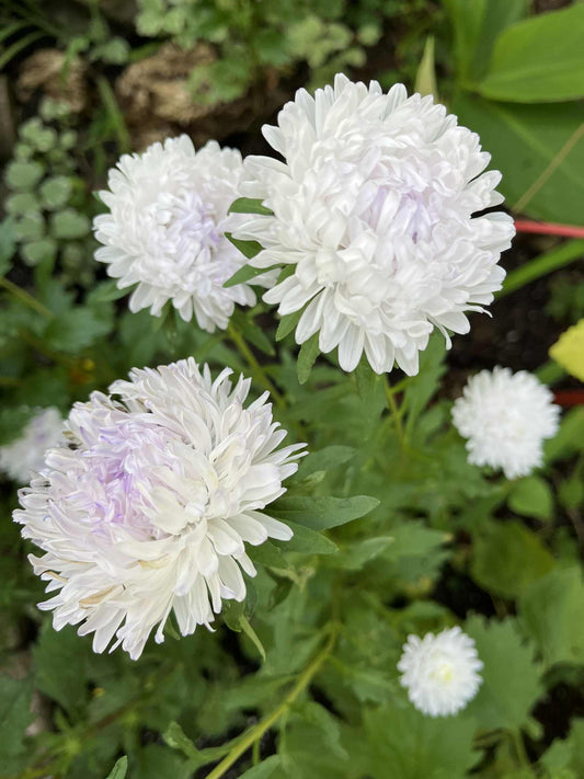 Aster de Chine à fleurs doubles blanche