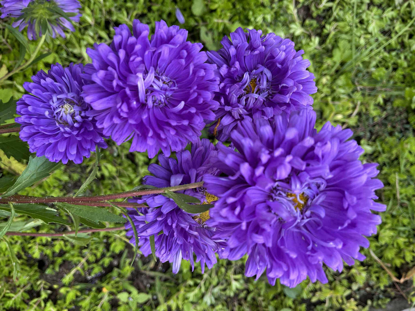 Aster de Chine à fleurs doubles mauve