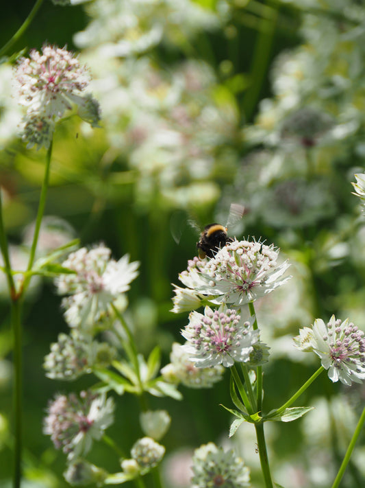 Astrantia blanche