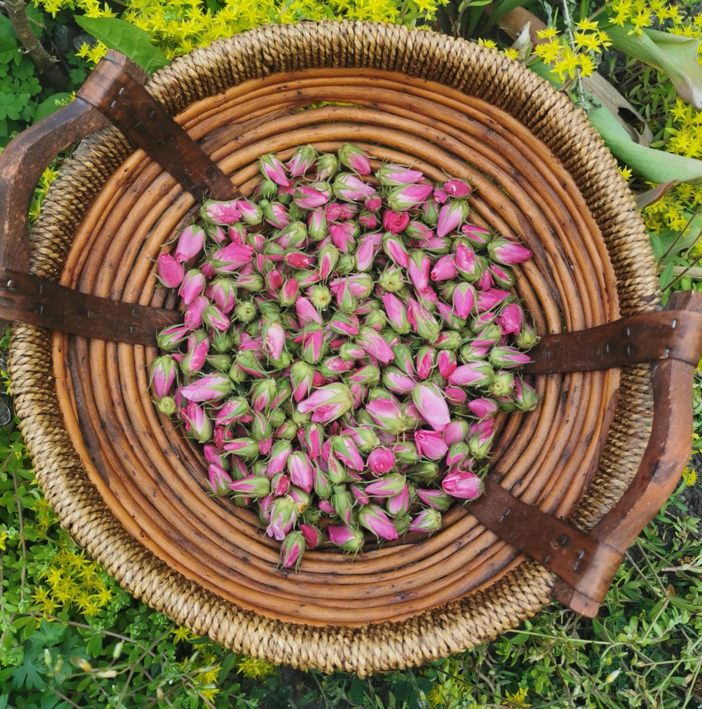 Boutons de rosiers sauvages - plante séchée