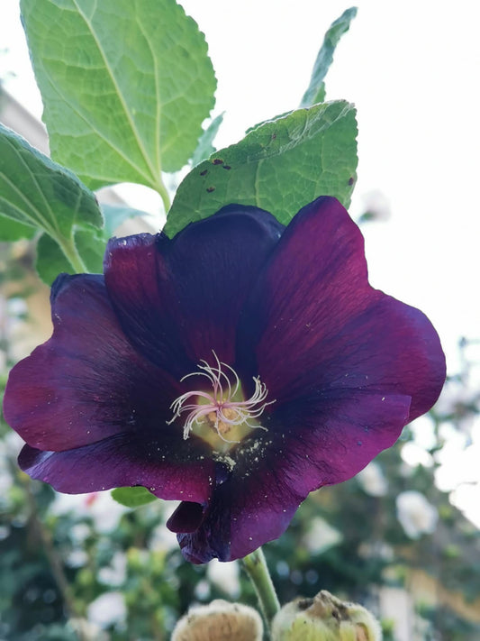 Rose trémière Nigra noire