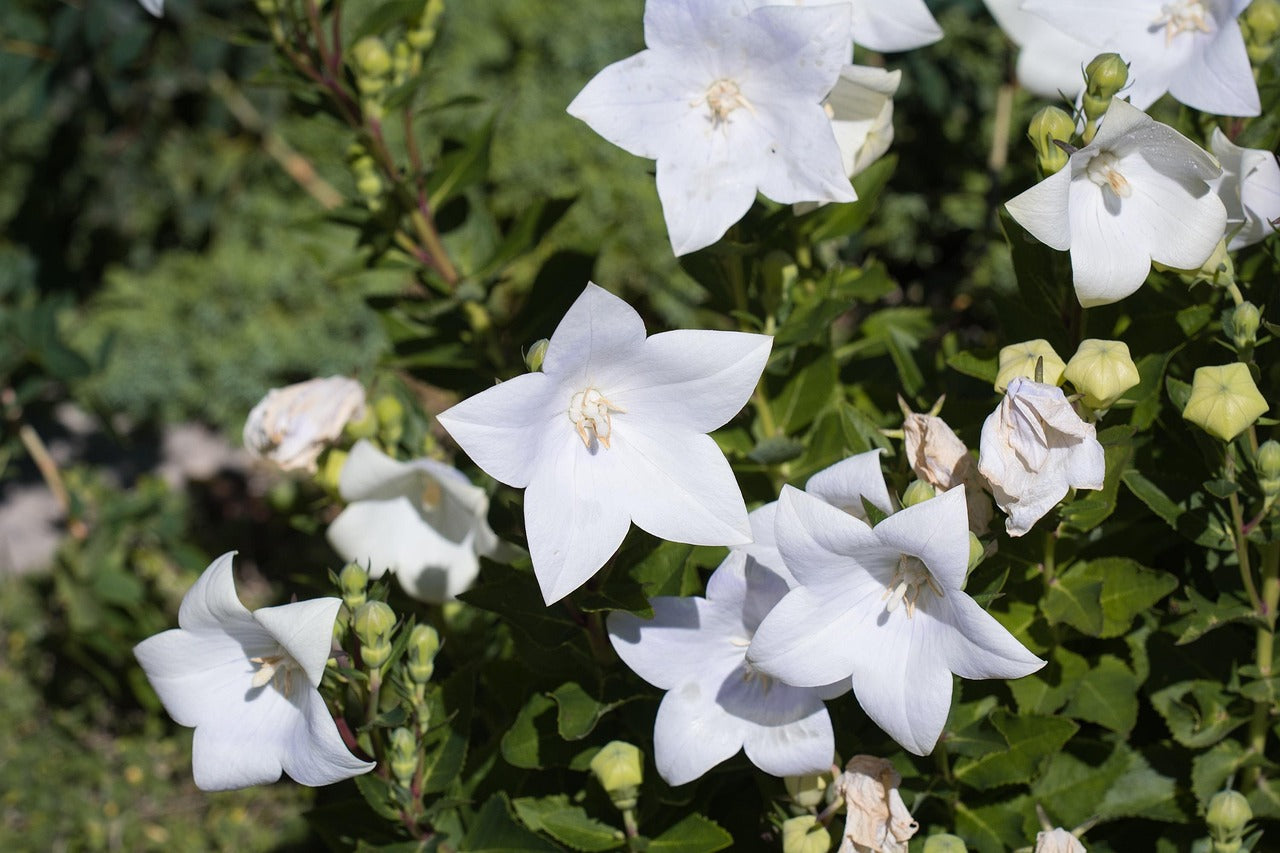 Campanule à gandes fleurs blanche