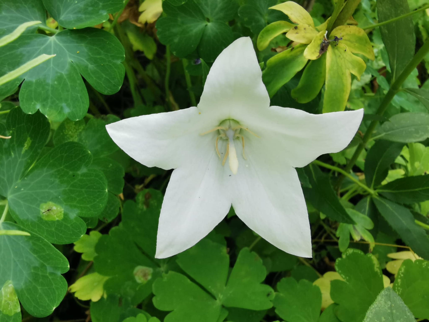 Campanule à gandes fleurs blanche