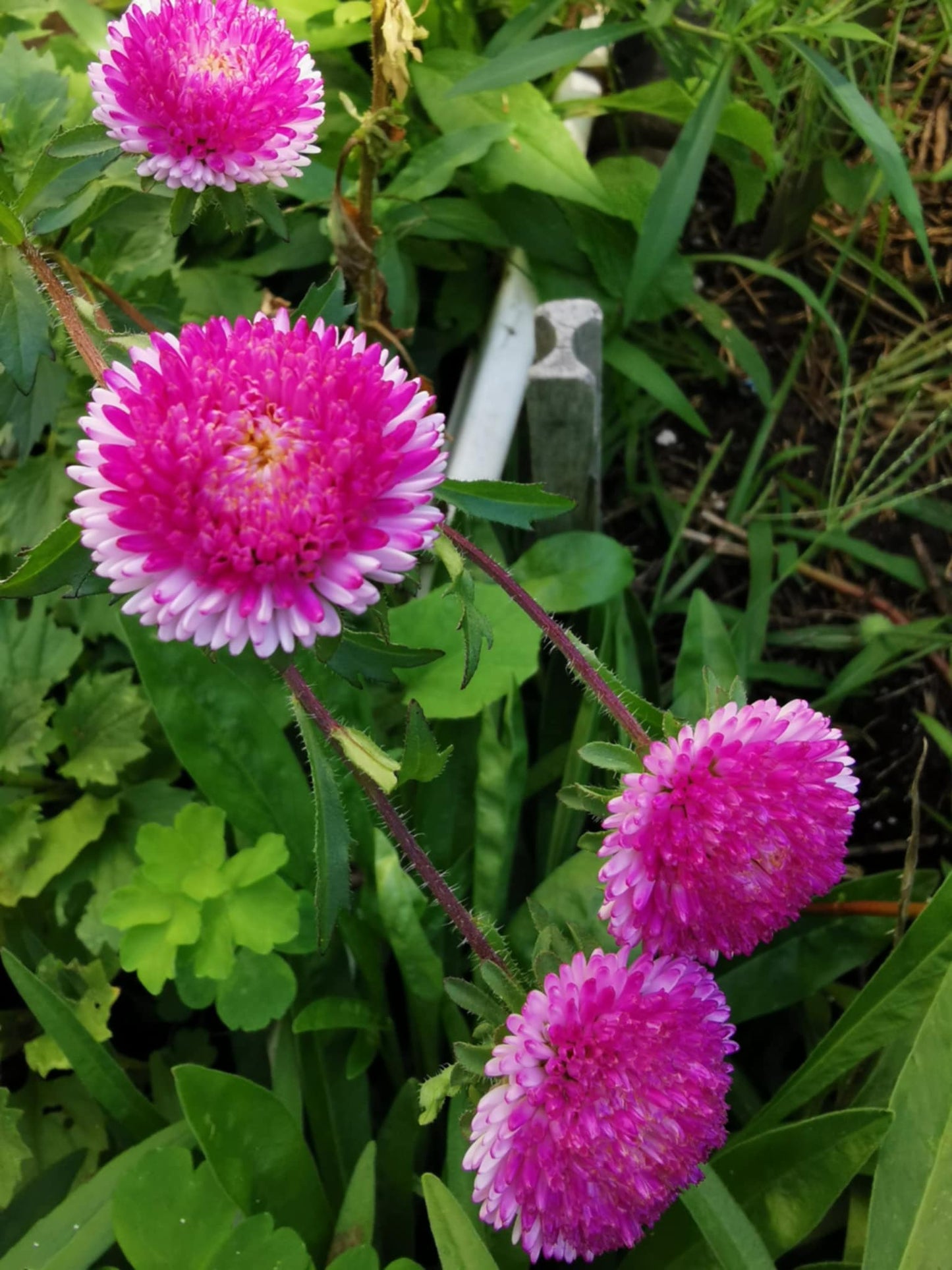 Ornamental garlic (Allium)