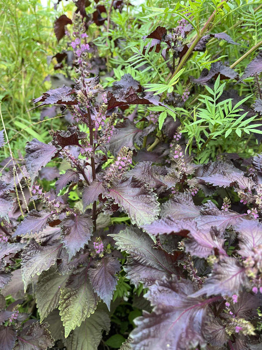 Shiso pourpre