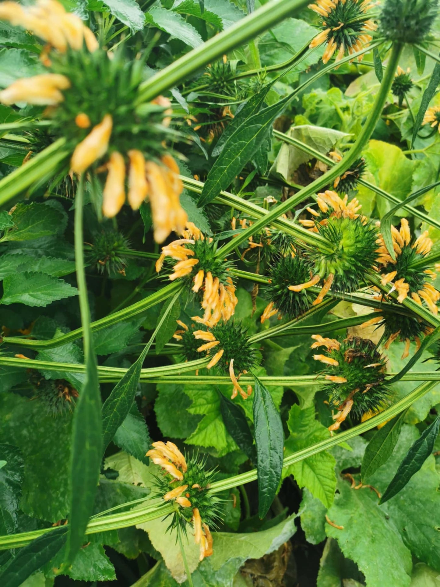 Leonotis