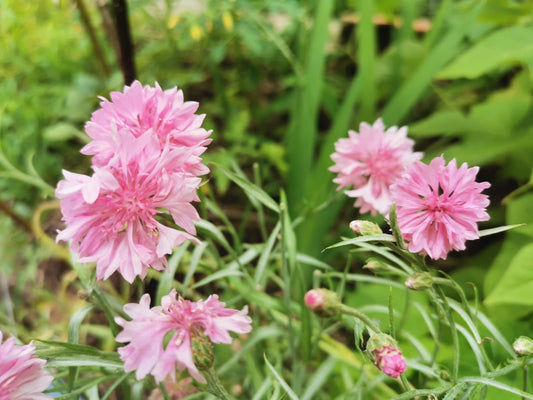 Centaurée rose