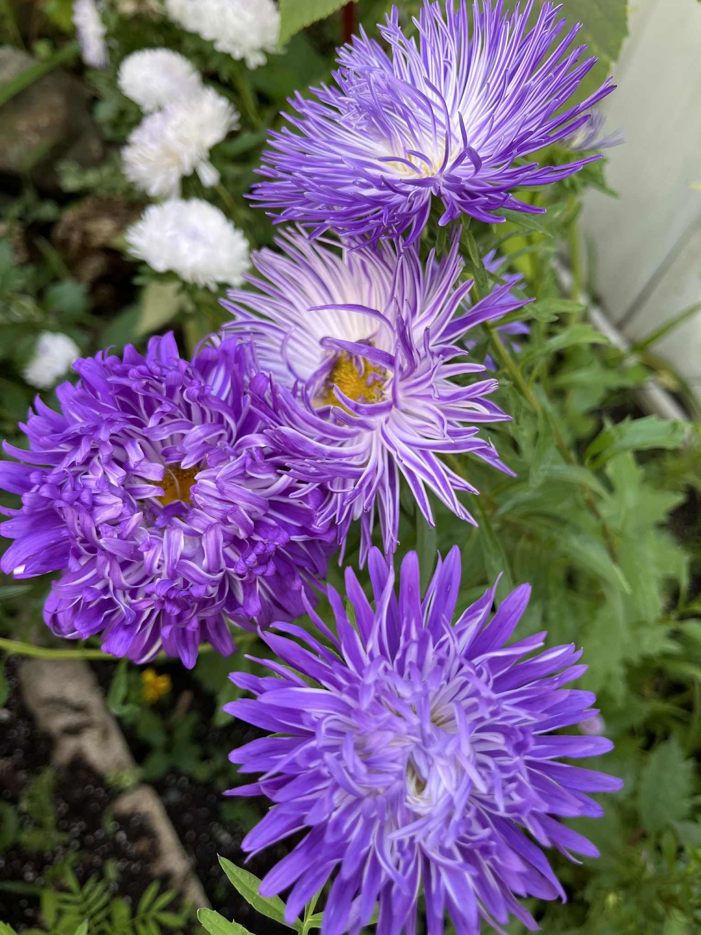 Aster de Chine à fleurs doubles mauve