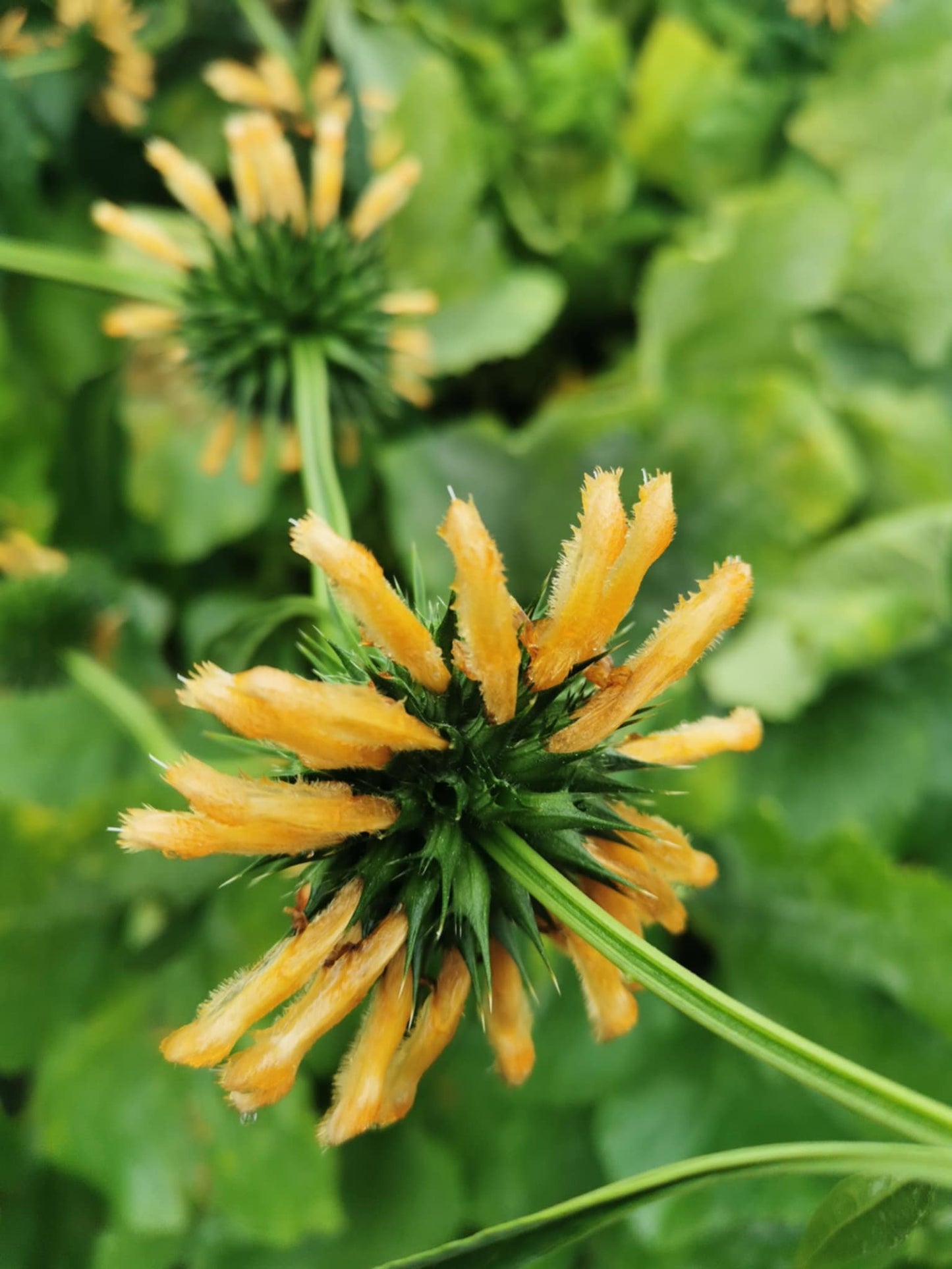 Leonotis