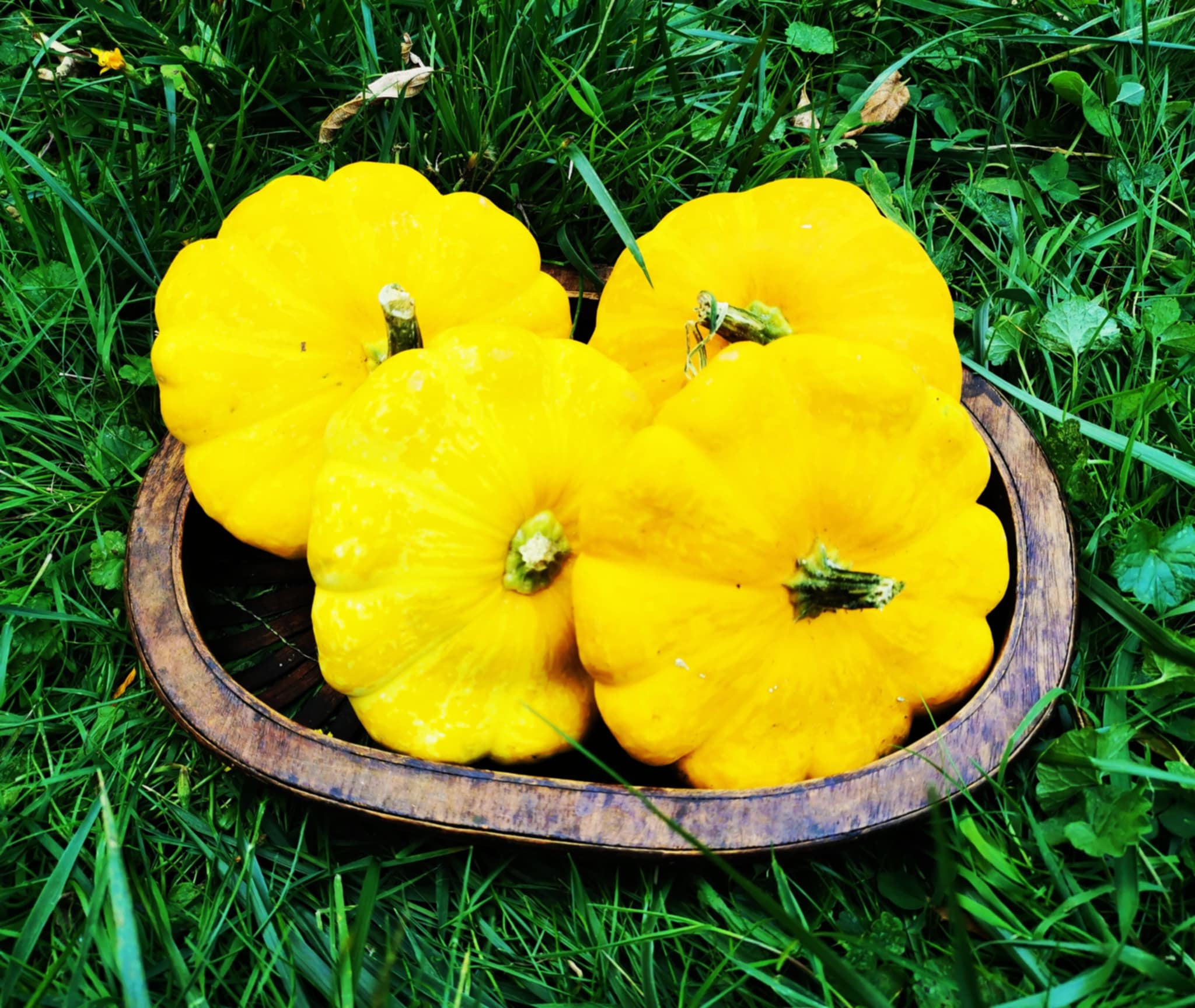 Pâtisson Yellow Bush jaune - Les Semences La Campagnarde – Les semences ...