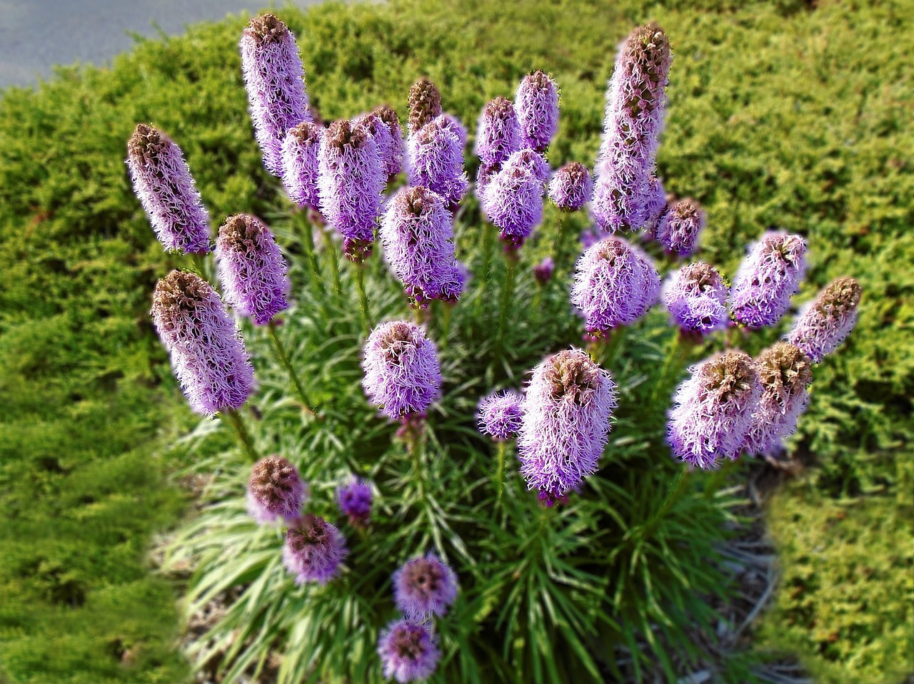 Liatris Spicata - Les Semences La Campagnarde