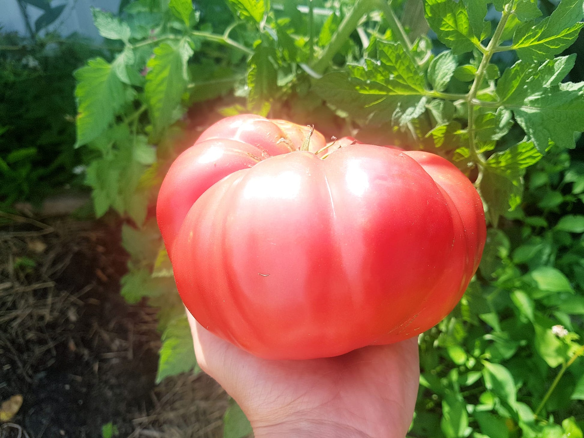 Tomate Mémé de Beauce_Les Semences La Campagnarde