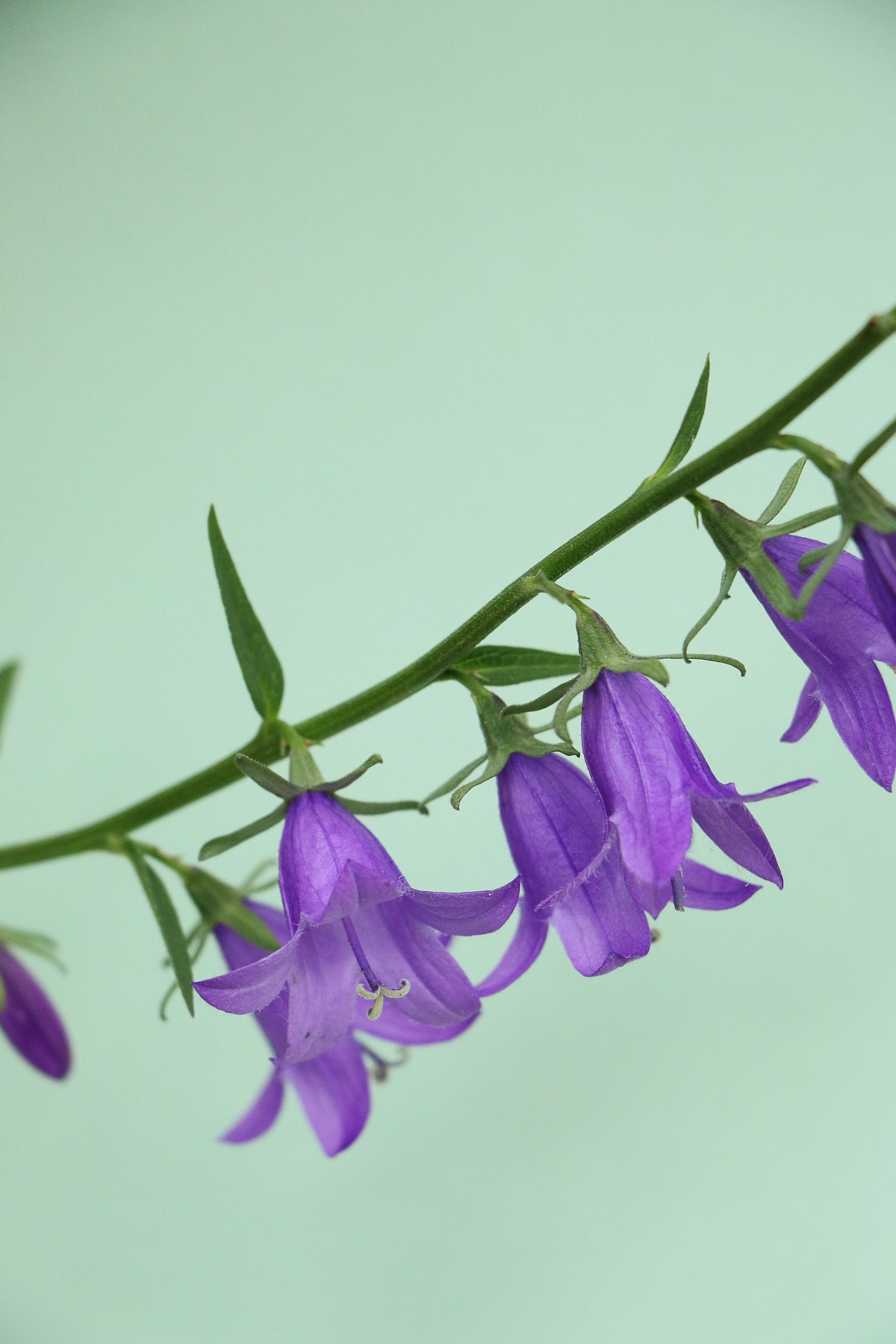 Campanule fausse raiponce_Les Semences La Campagnarde