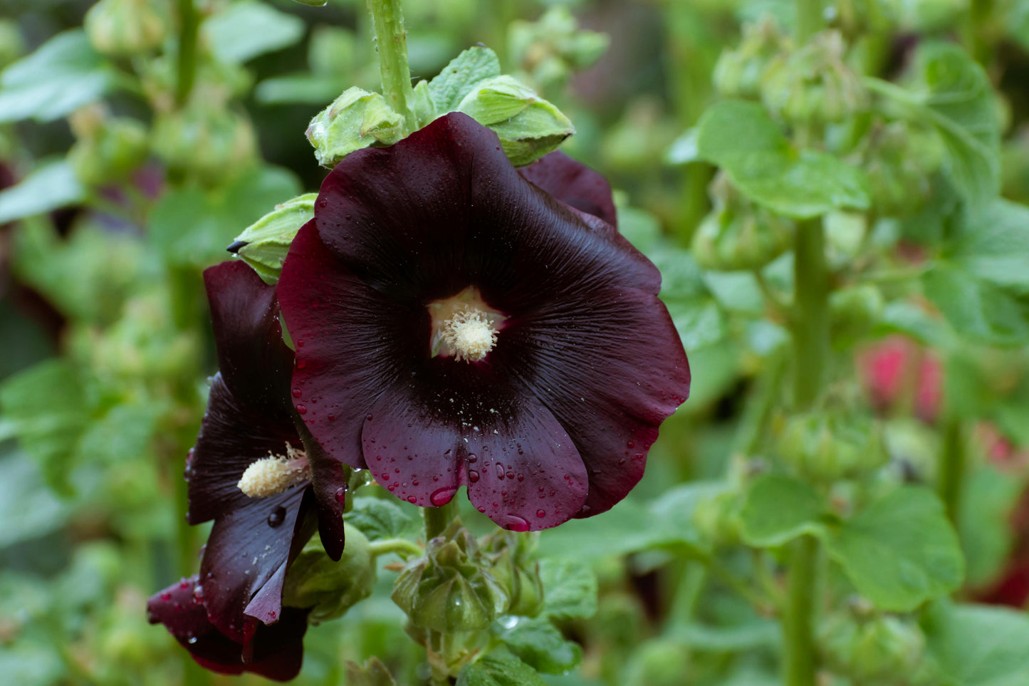 Hollyhock