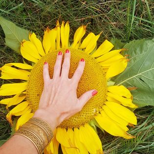 Semences de tournesol Big Mammouth géant - Les Semences La Campagnarde