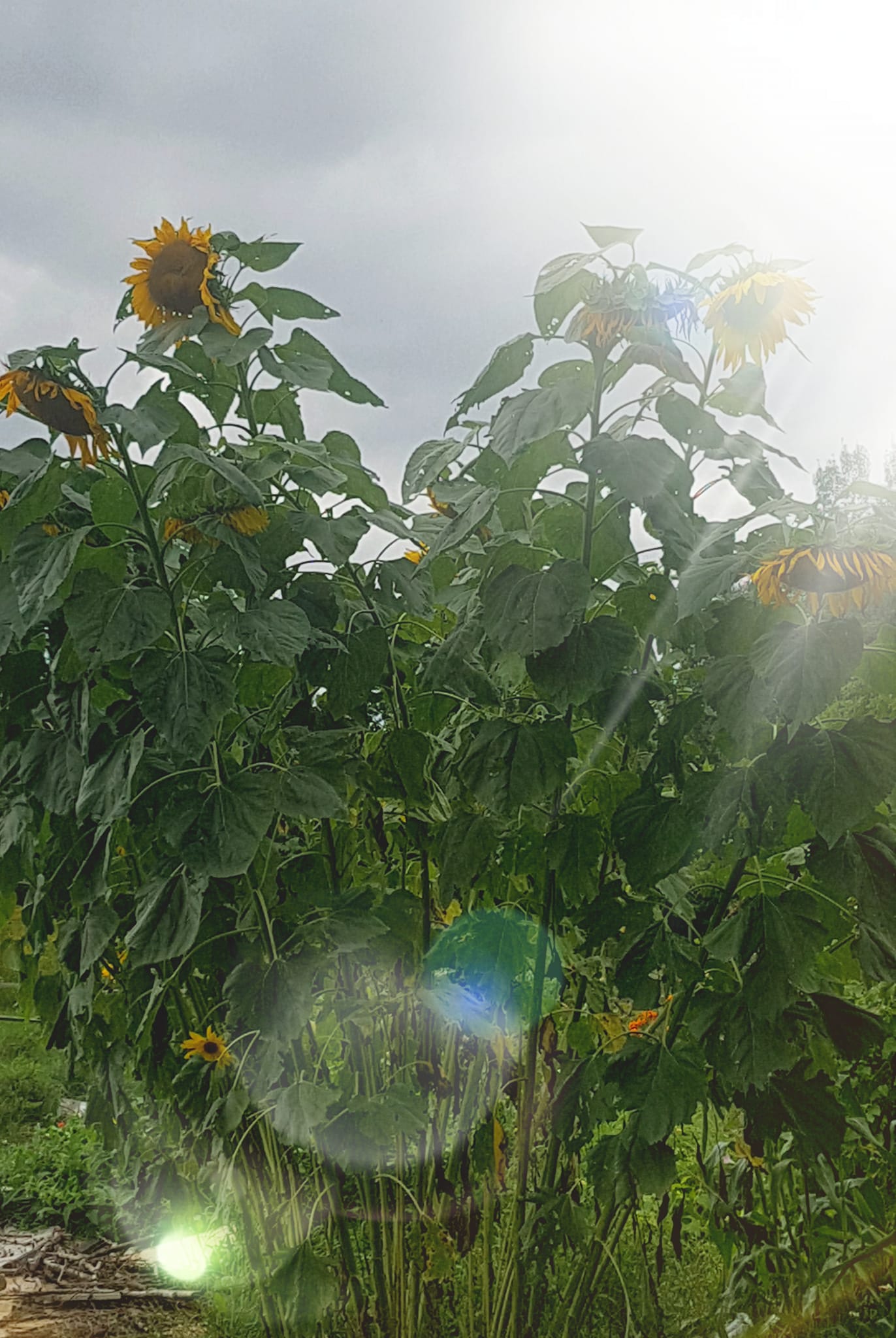 Semences de tournesol Big Mammouth géant - Les Semences La Campagnarde