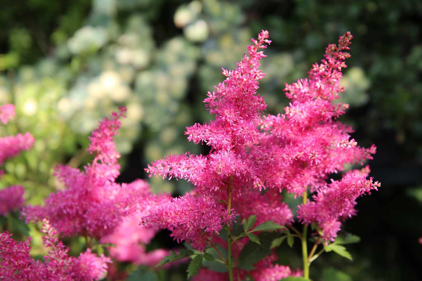 Semences astilbe rose - Les Semences La Campagnarde