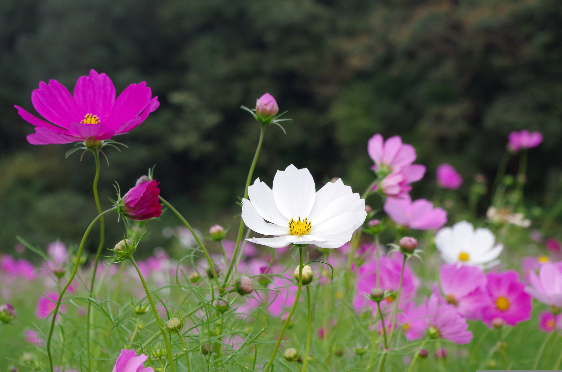 Semences de cosmos rose foncé - Les Semences La Campagnarde