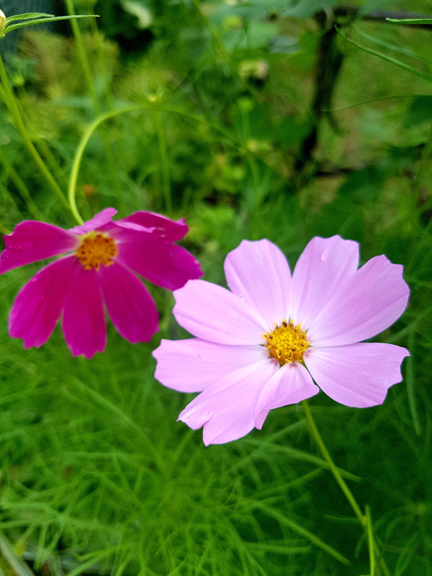 Semences de cosmos en mélange - Les Semences La Campagnarde