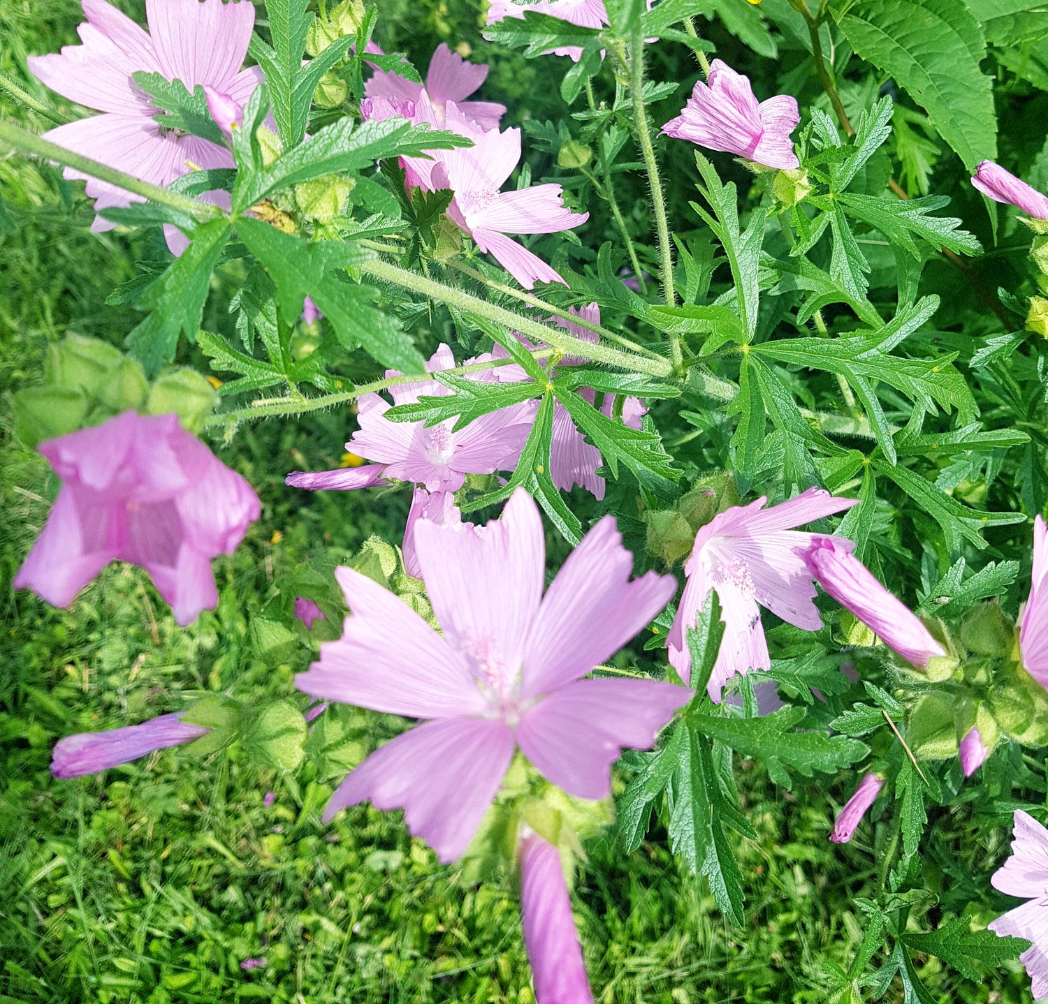 Semences de mauve musquée - Les Semences La Campagnarde