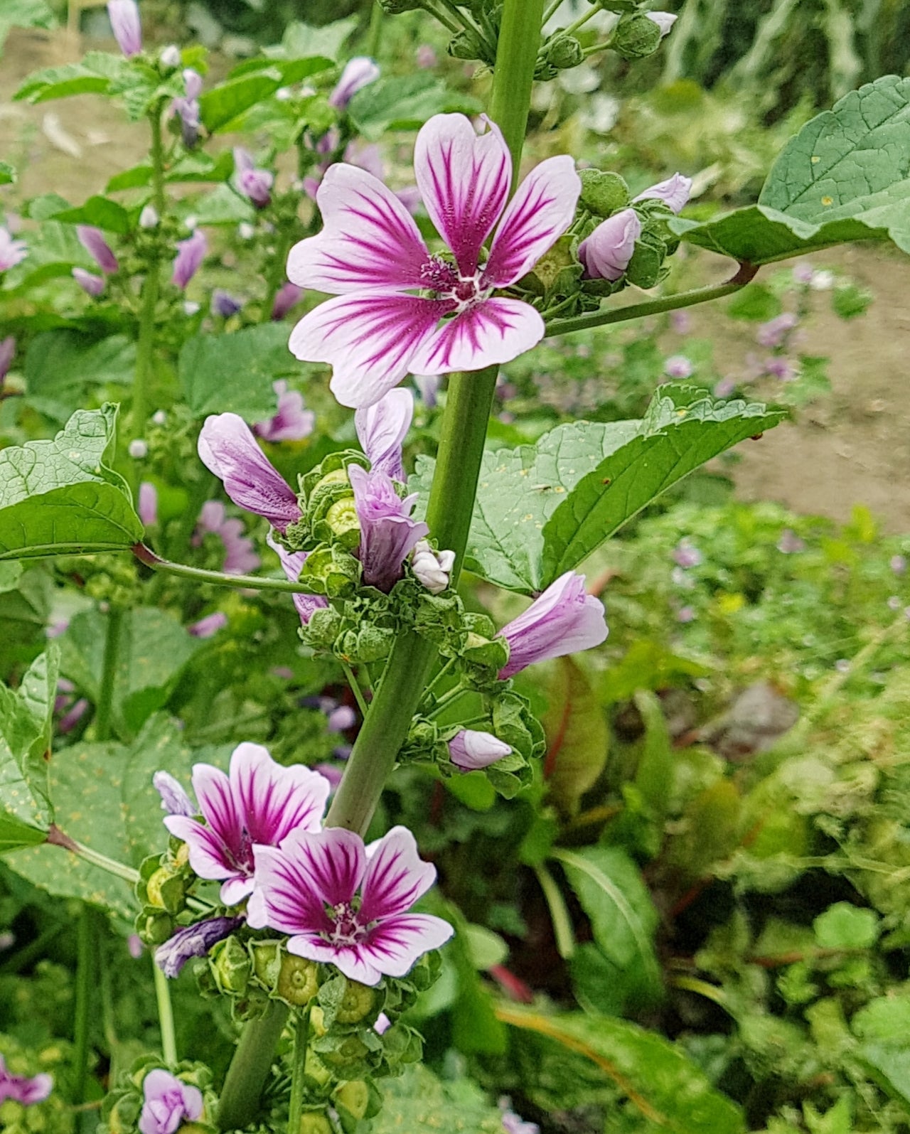 Semences de mauve sylvestre - Les Semences La Campagnarde