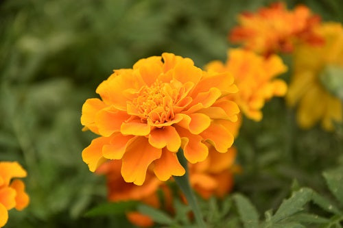 OEILLET D'INDES A Fleurs Simples Orange et Brun-Rouge - Graines paysannes  artisanales