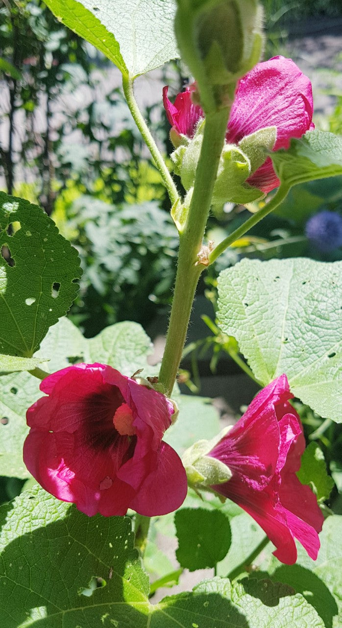 Semences de rose trémière - Les Semences La Campagnarde