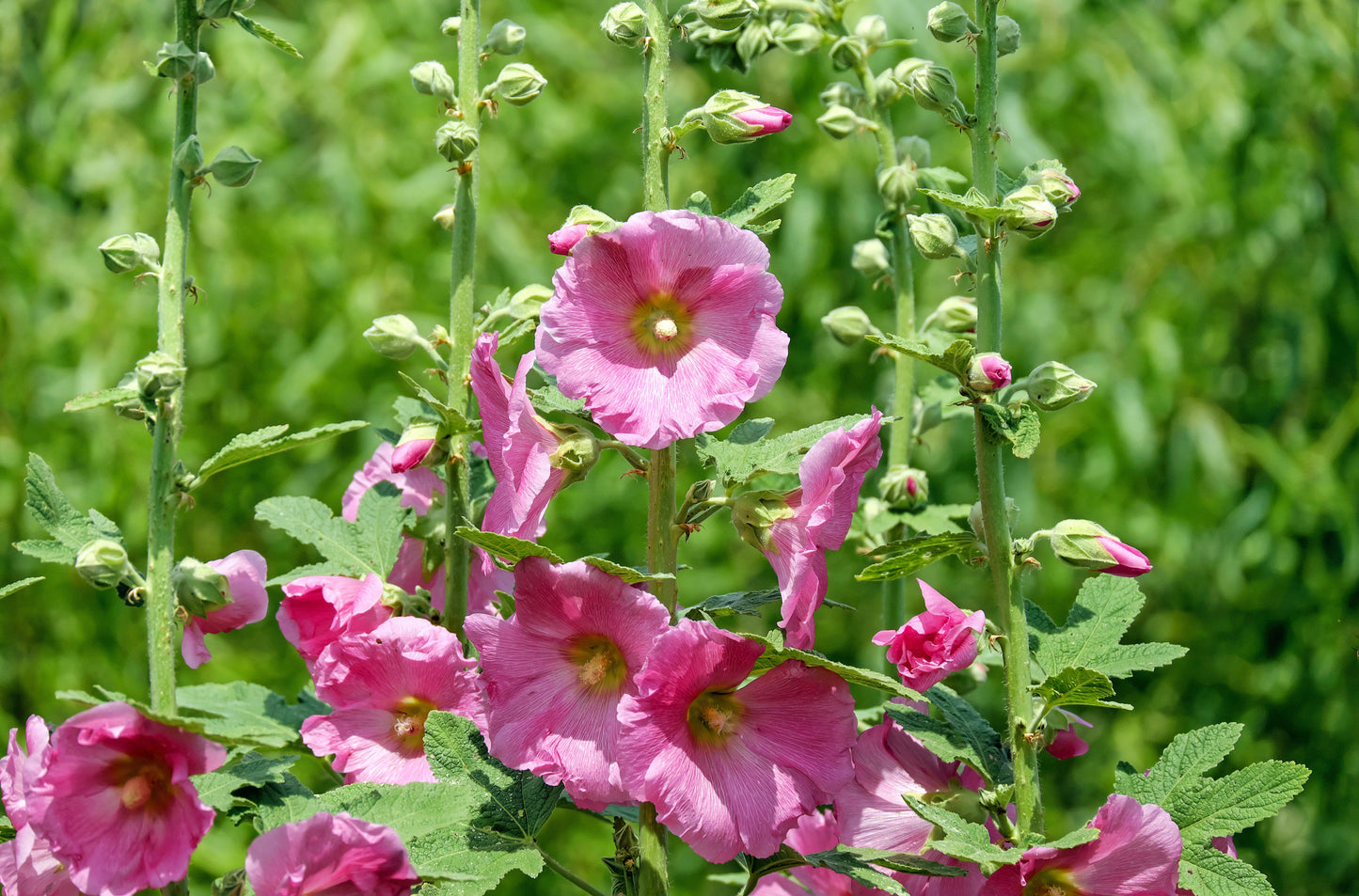 Semences de rose trémière - Les Semences La Campagnarde