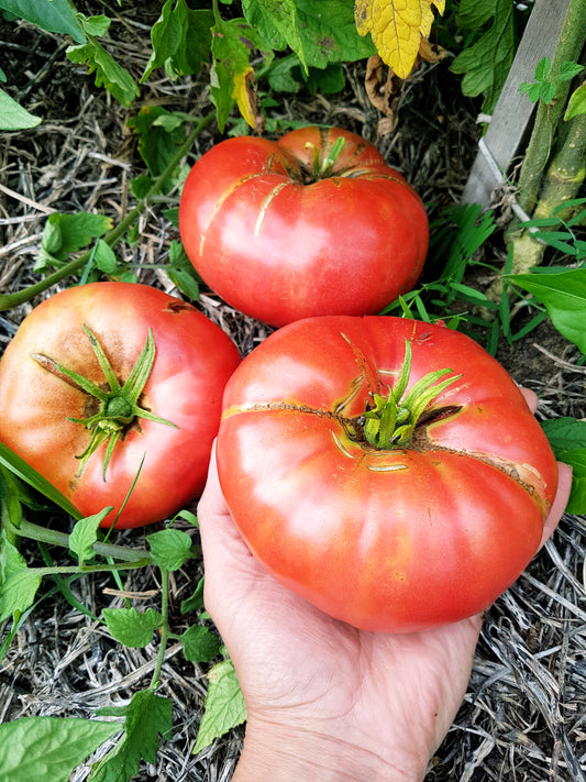 Semences de tomate coeur de boeuf - Les Semences La Campagnarde