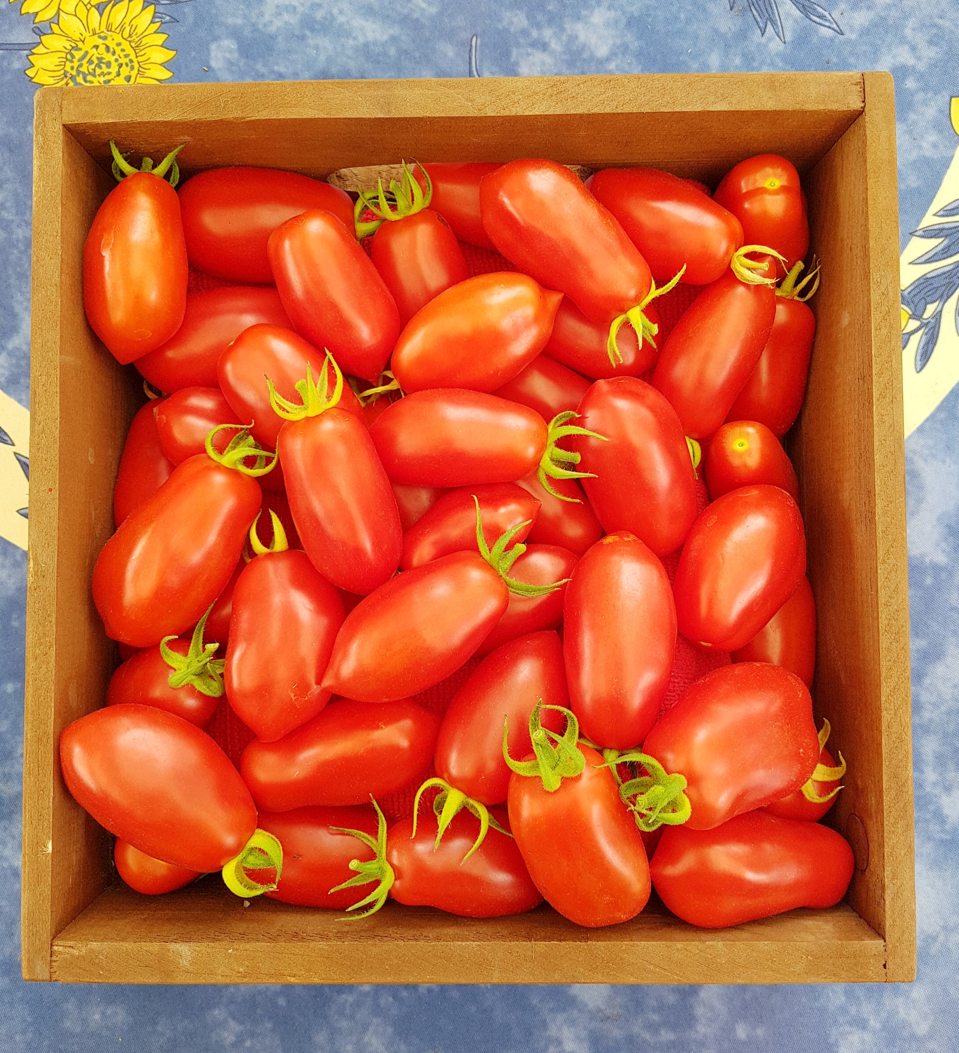 Semences de tomate Dix Doigts de Naples - Les Semences La Campagnarde