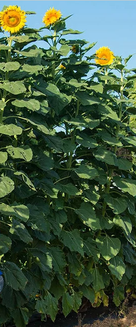 Semences de tournesol Big Mamouth géant - Les Semences La Campagnarde